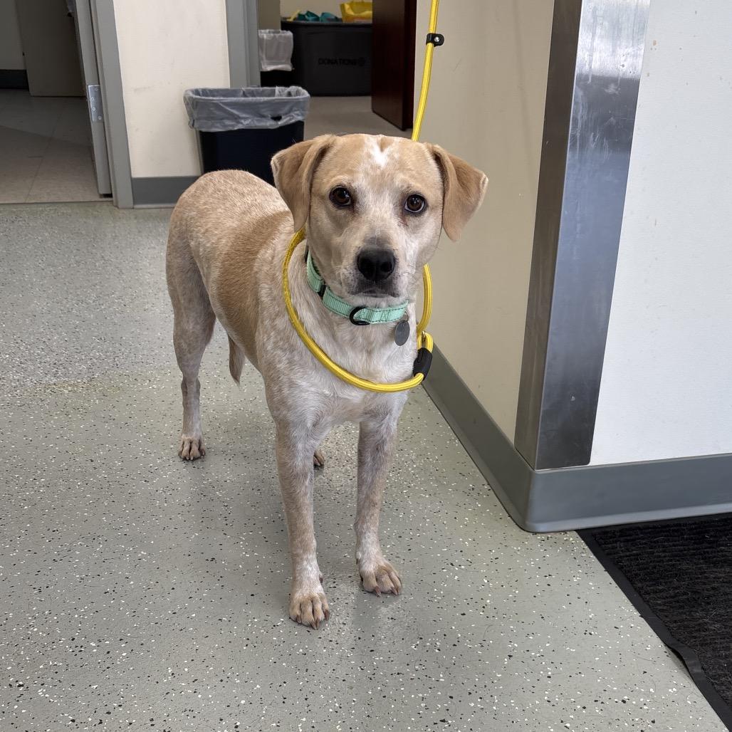 Enlarge Buddy Bear, a Adoptable mixed breed in Galax, VA image 6/6