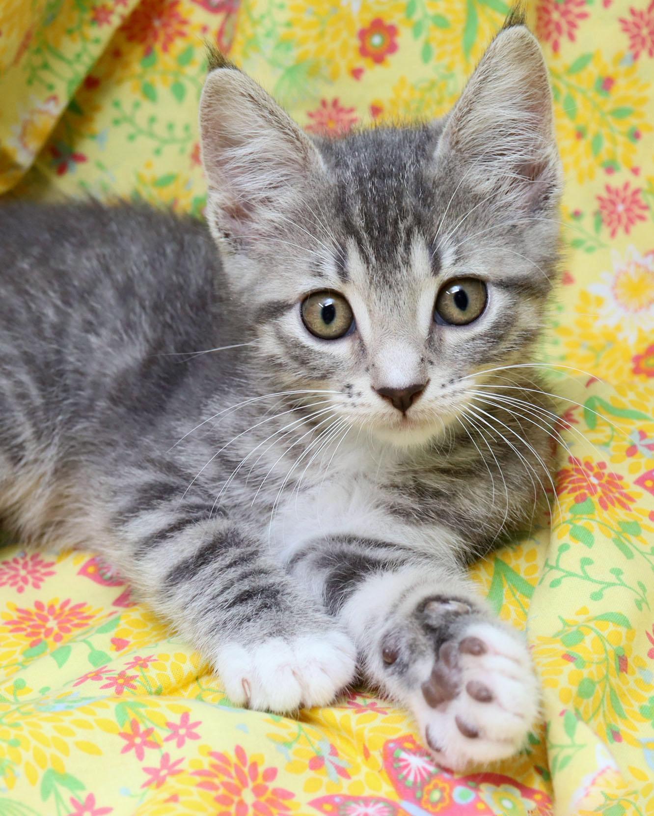 Luisa, adopted, Kitten Female Domestic Short Hair.