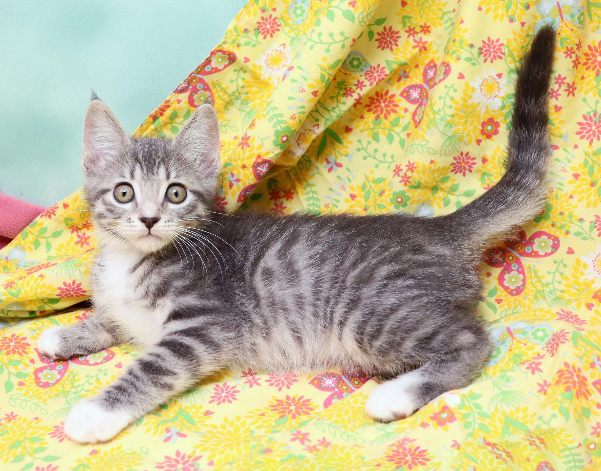 Luisa, an adopted Domestic Short Hair in Tierra Verde, FL image 2/3