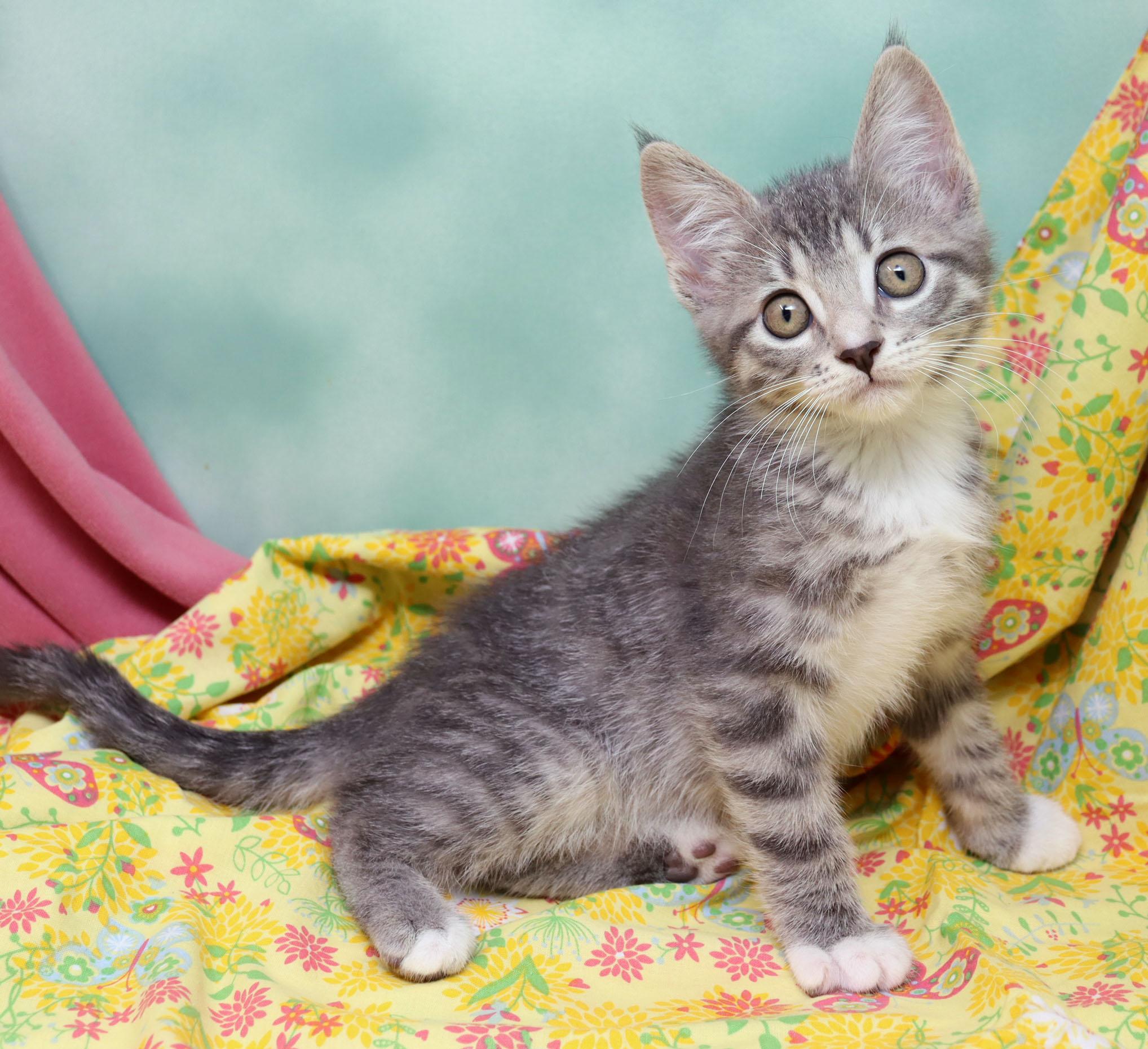 Luisa, an adopted Domestic Short Hair in Tierra Verde, FL image 3/3