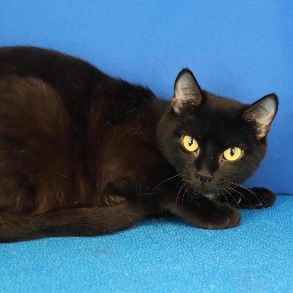 Flo - 050803U, Adoptable, Adult Female Domestic Short Hair.