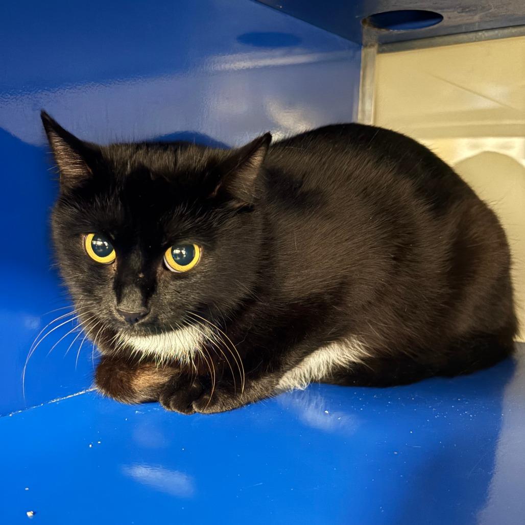 Enlarge Flo - 050803U, a Adoptable Domestic Short Hair in Tupelo, MS image 2/3