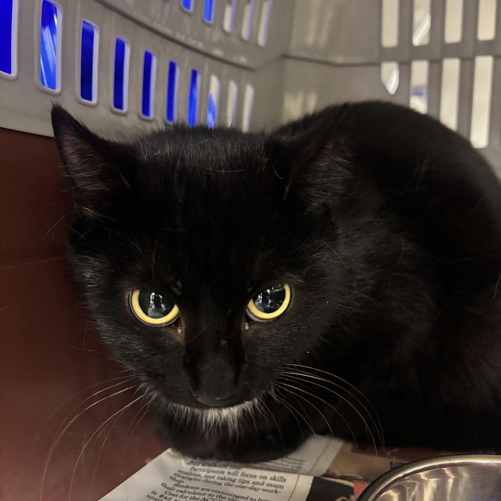 Enlarge Flo - 050803U, a Adoptable Domestic Short Hair in Tupelo, MS image 3/3
