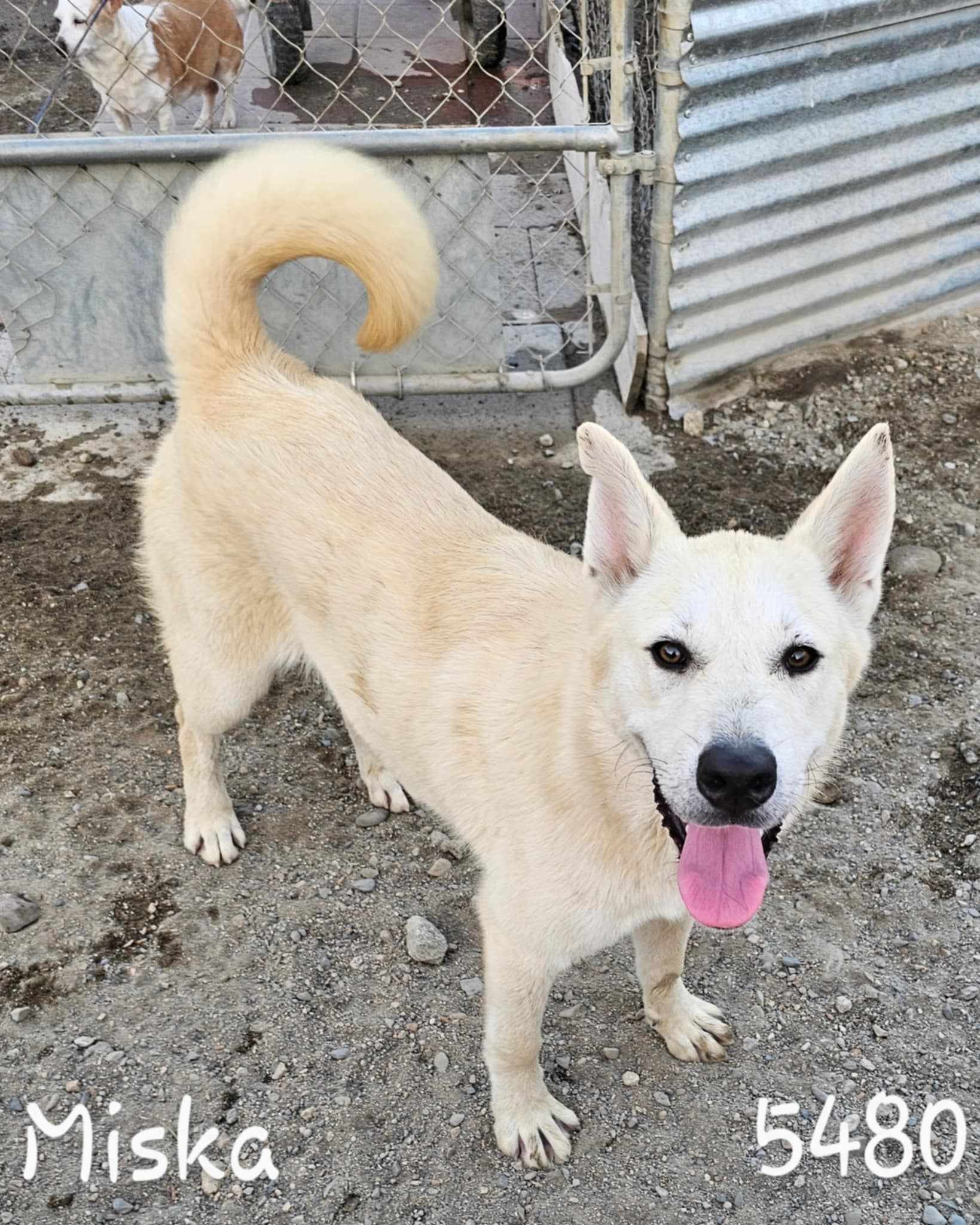 Enlarge Miska, a Adoptable Husky in Wrightwood, CA image 1/5