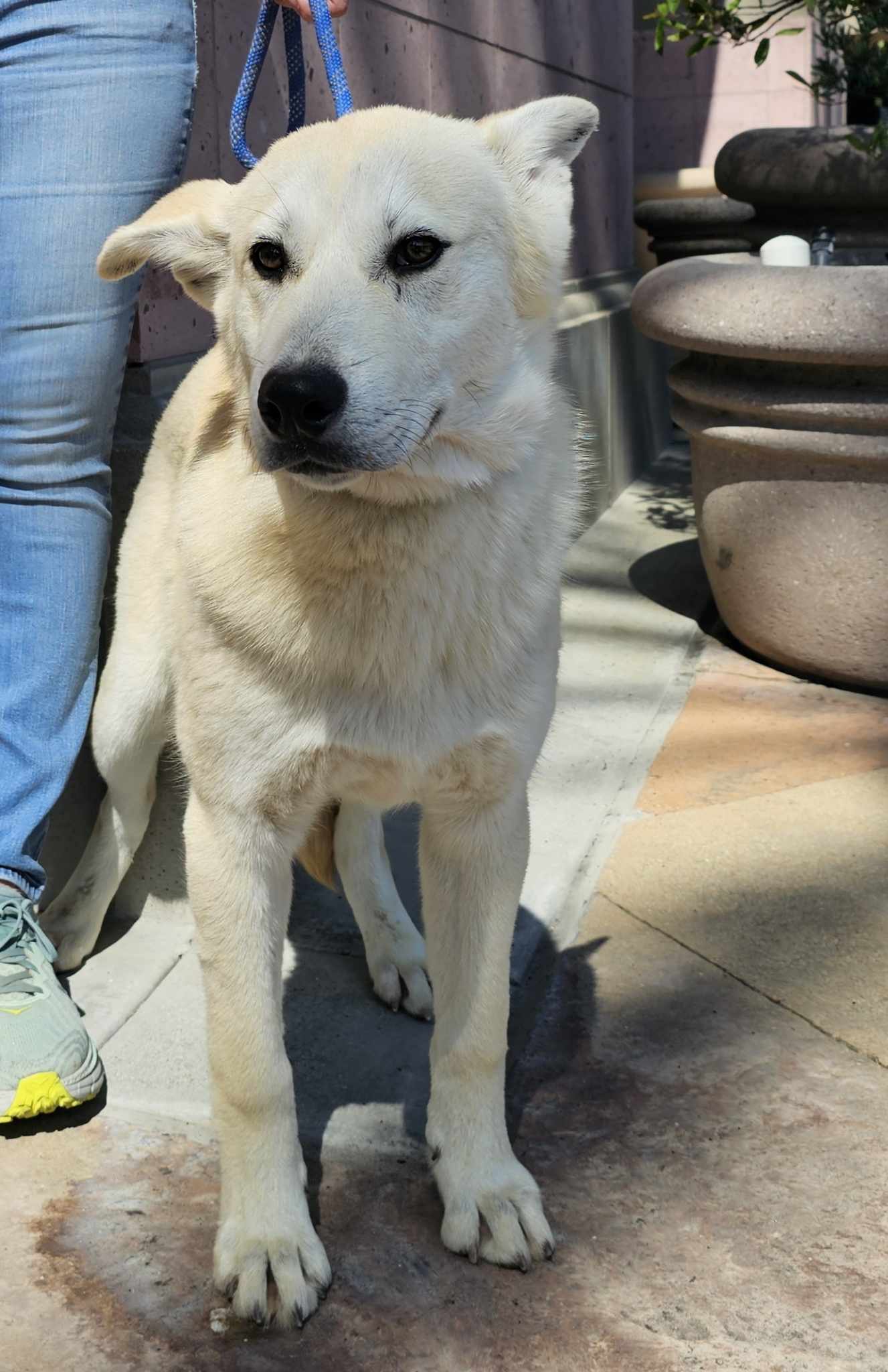 Enlarge Miska, a Adoptable Husky in Wrightwood, CA image 2/5