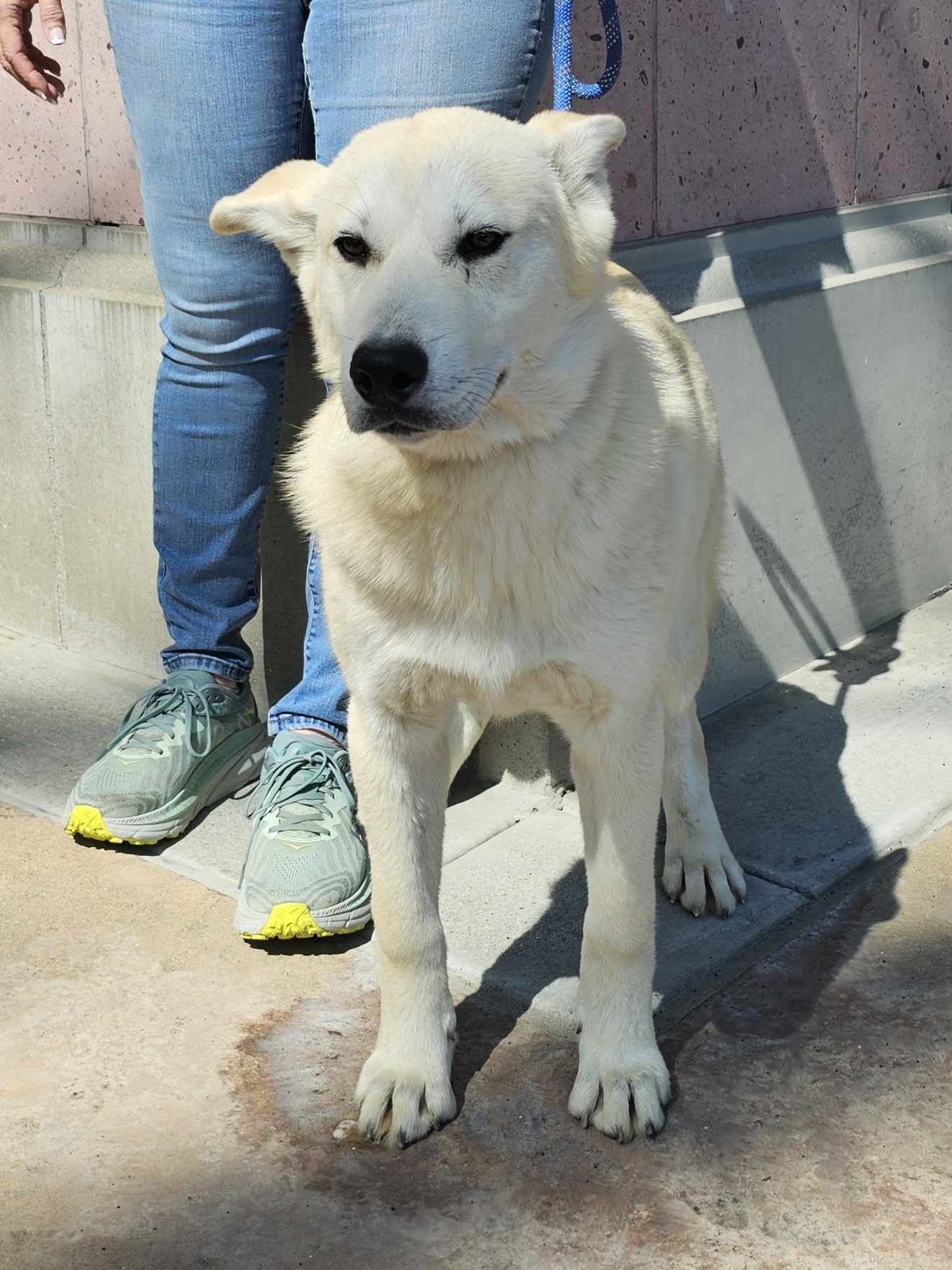 Enlarge Miska, a Adoptable Husky in Wrightwood, CA image 3/5