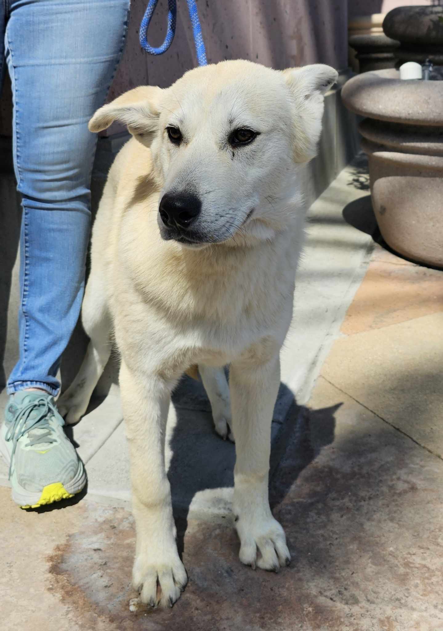 Enlarge Miska, a Adoptable Husky in Wrightwood, CA image 4/5