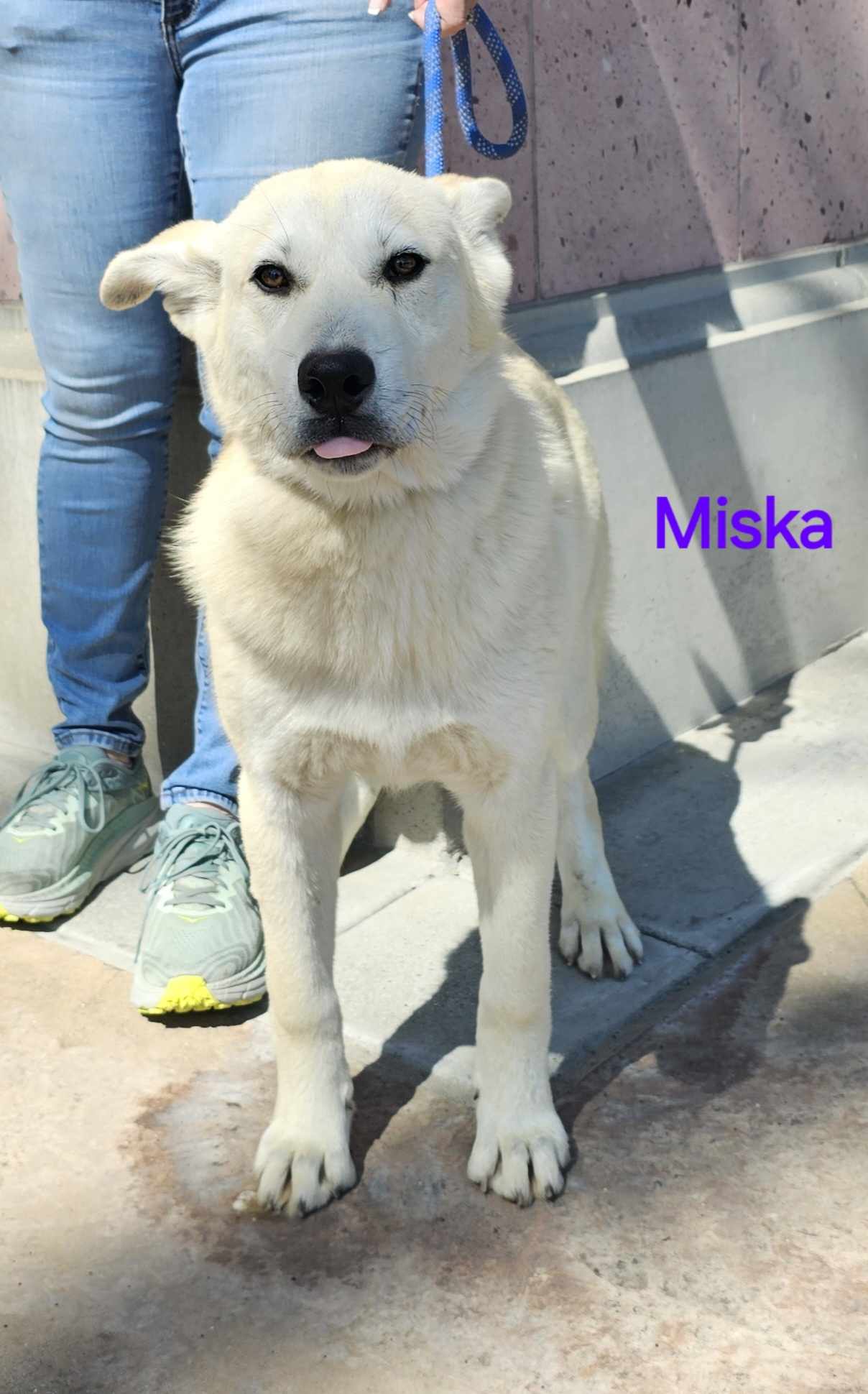 Enlarge Miska, a Adoptable Husky in Wrightwood, CA image 5/5