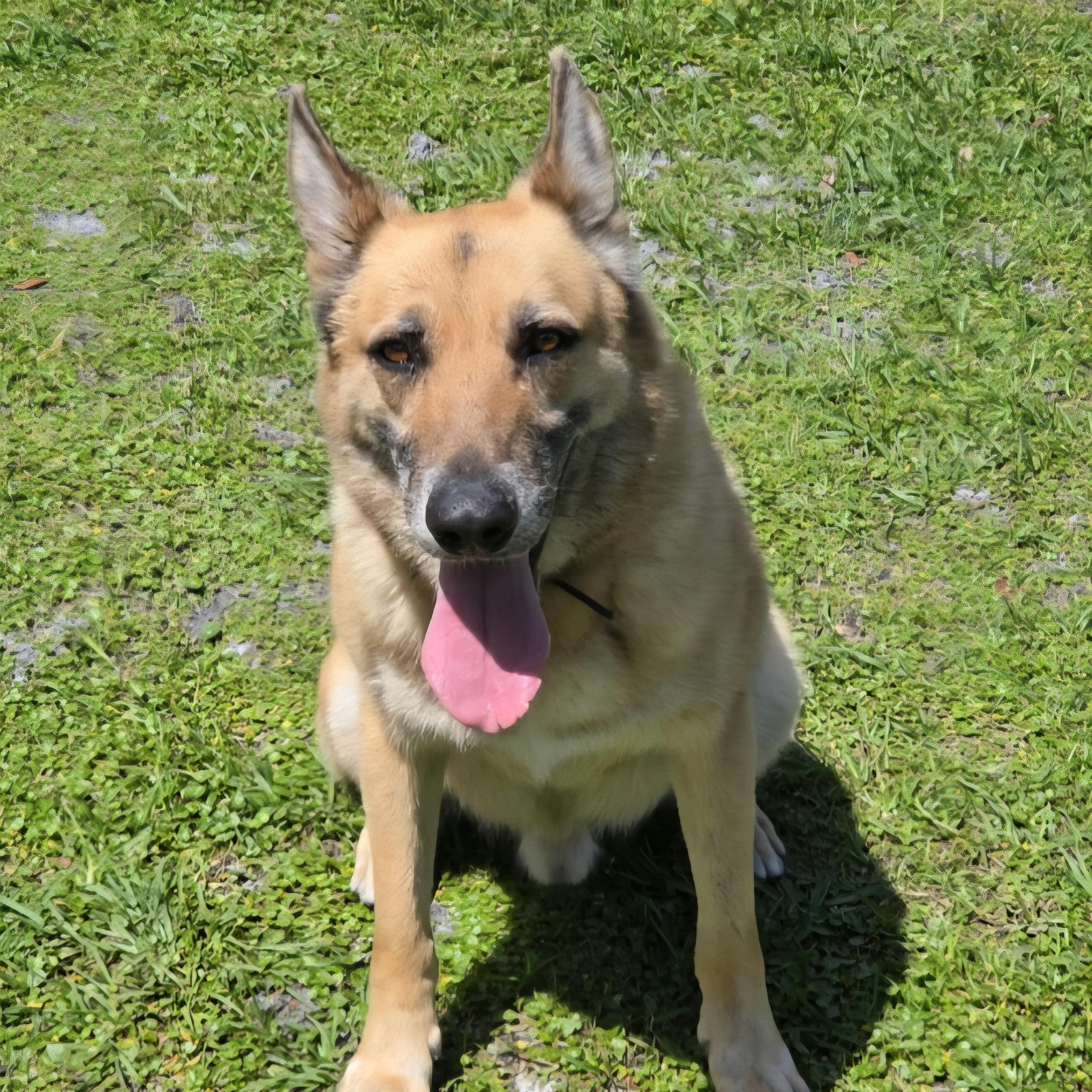 Enlarge *Courtesy Listing* Rider, a ADOPTABLE mixed breed in Oviedo, FL image 2/2