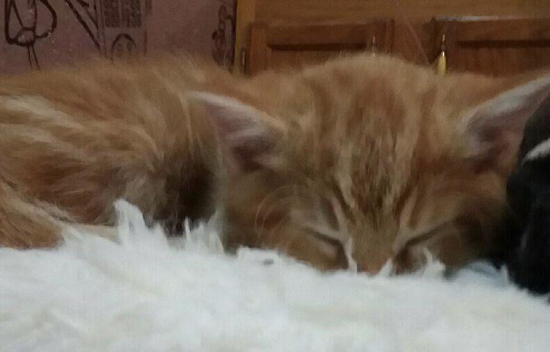 Enlarge AMBER, a Adoptable Domestic Short Hair in Lake City, MN image 1/2