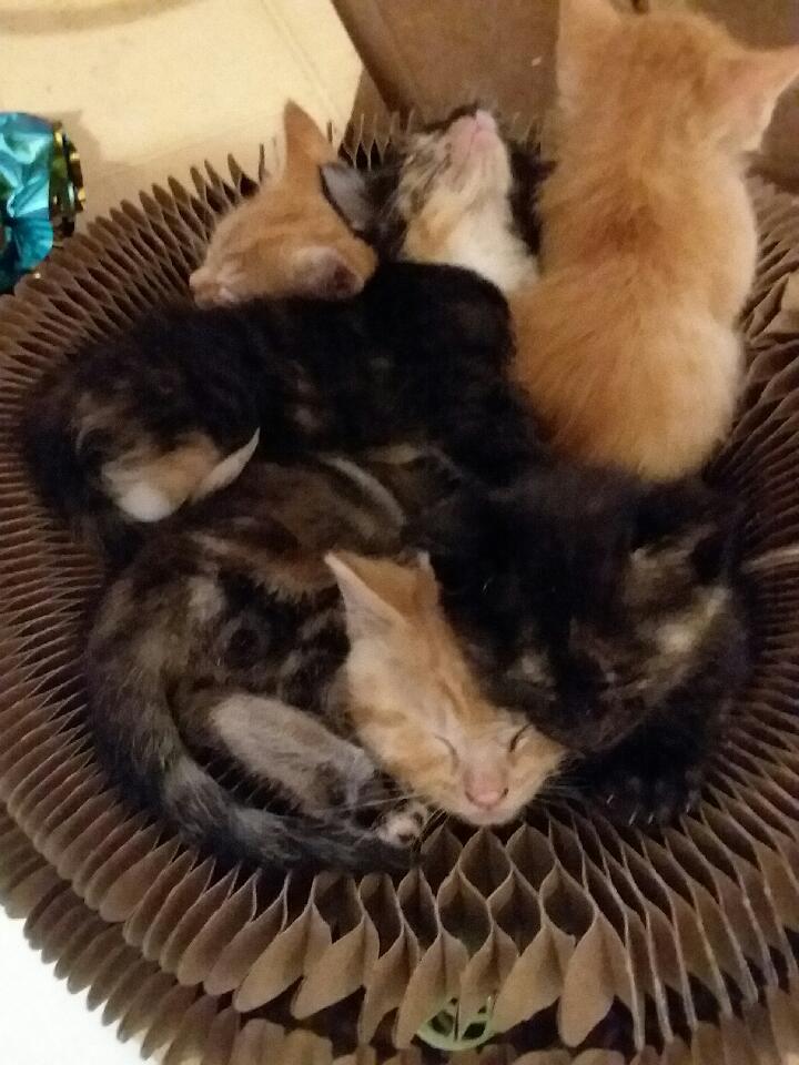 AMBER, Adoptable, Kitten Female Domestic Short Hair.