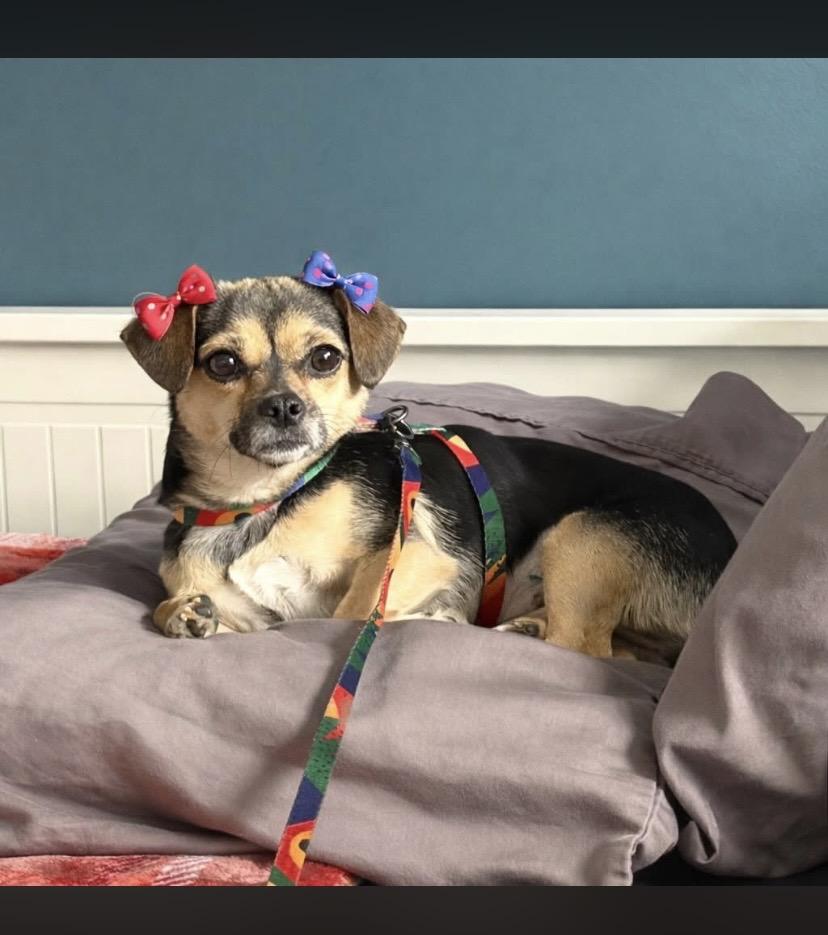 Luly, ADOPTABLE, Young Female Chihuahua.
