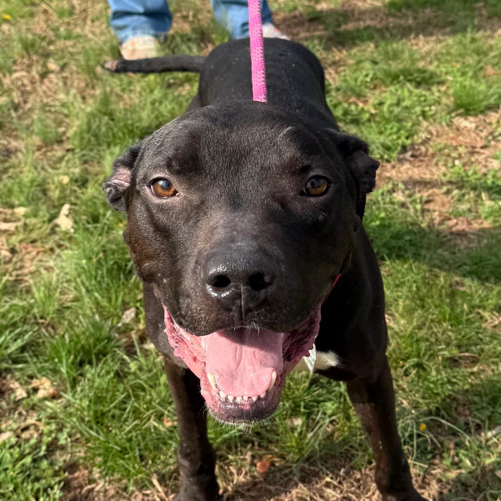 Pepper — thumbnail 2