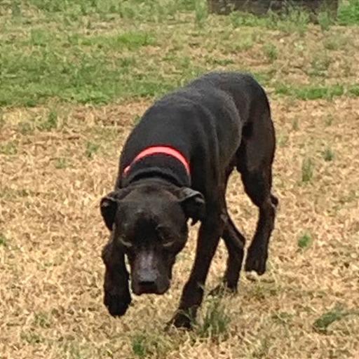 Pepper — thumbnail 3