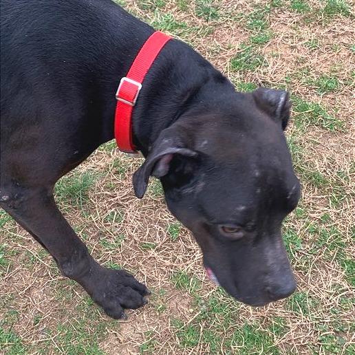 Pepper — thumbnail 4