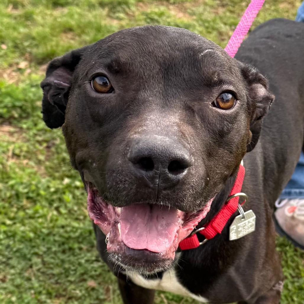 Pepper — thumbnail 5