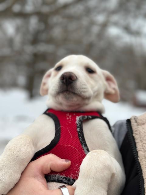 Enlarge Holly, an adopted mixed breed in Lakeville, MN image 1/4