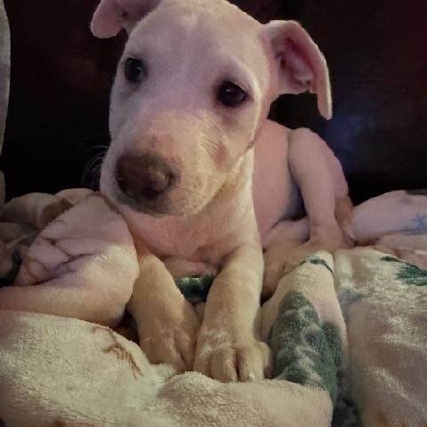 Enlarge Holly, an adopted mixed breed in Lakeville, MN image 3/4