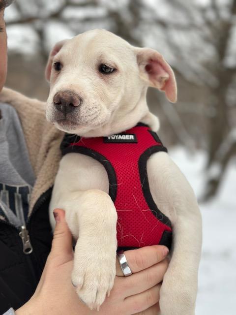 Enlarge Holly, an adopted mixed breed in Lakeville, MN image 2/4