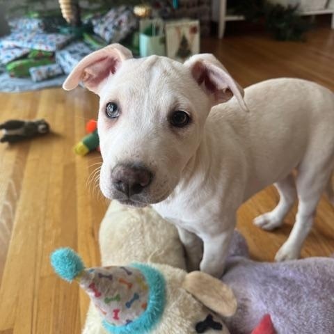 Enlarge Holly, an adopted mixed breed in Lakeville, MN image 4/4