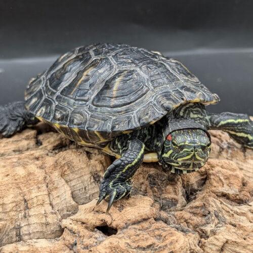 Tortu, Adoptable, Adult Male Red-Eared Slider.