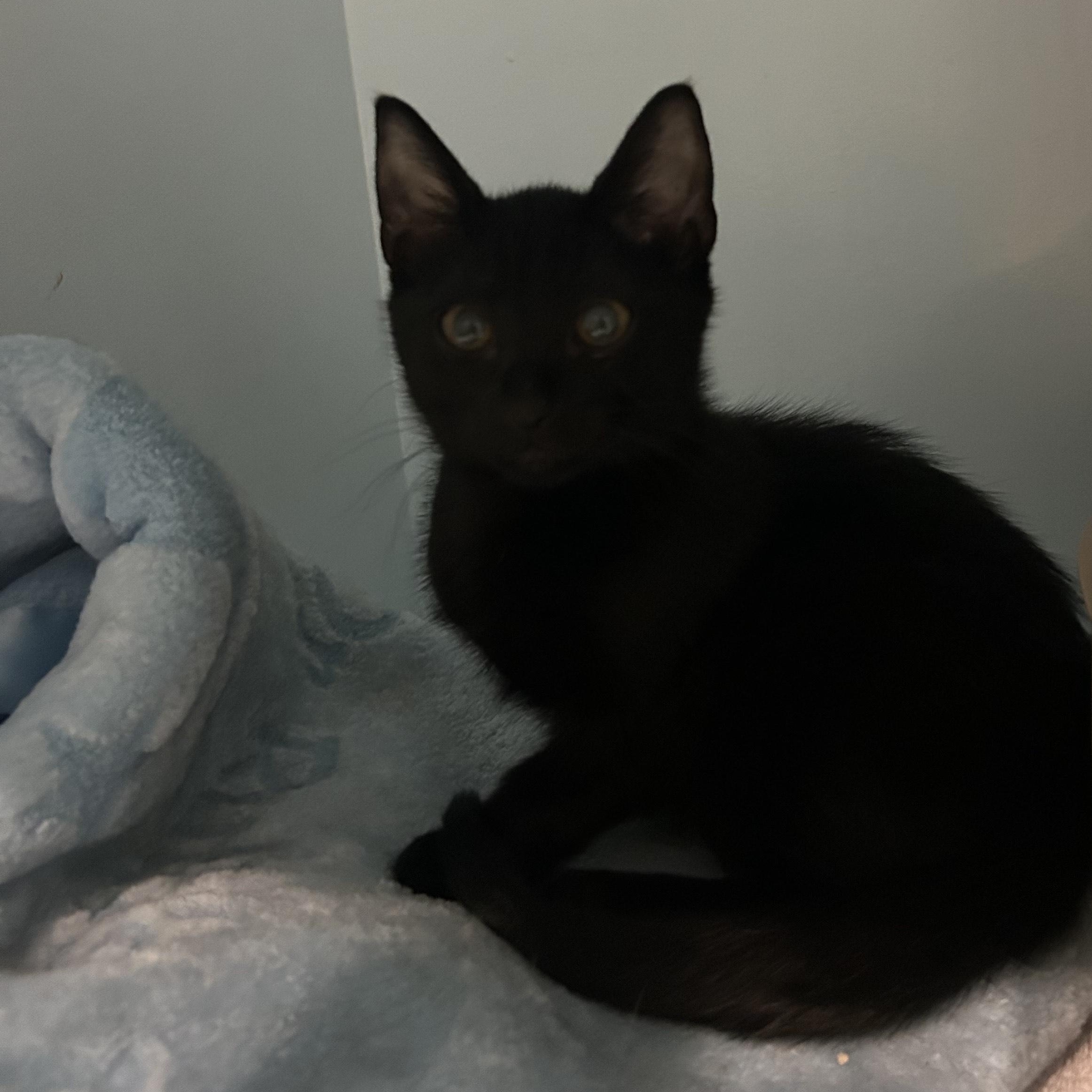 Jack Black, Adoptable, Kitten Male Domestic Short Hair.