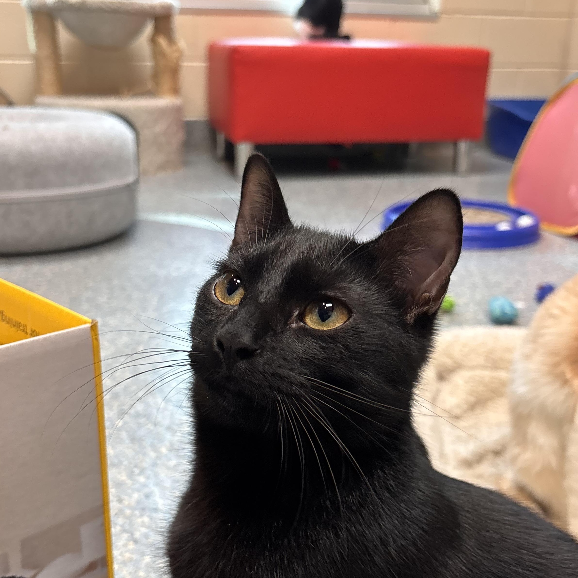 Jack Black, Adoptable, Young Male Domestic Short Hair.