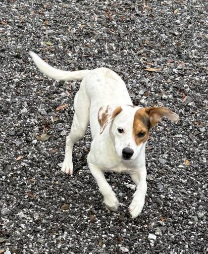 Wishbone, Adoptable, Young Male Beagle & Mixed Breed.