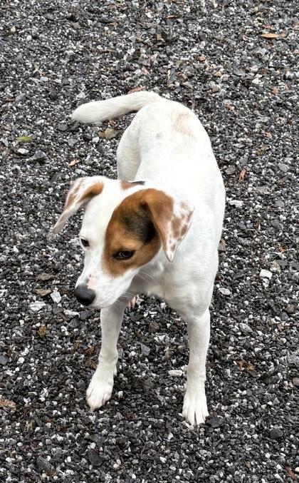 Enlarge Wishbone, a Adoptable mixed breed in Wilkesboro, NC image 2/3