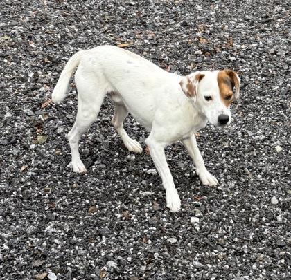 Enlarge Wishbone, a Adoptable mixed breed in Wilkesboro, NC image 3/3
