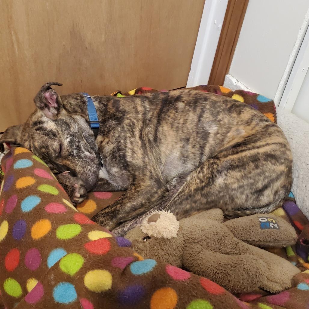 Mitzi 22402, Adoptable, Adult Female Plott Hound.