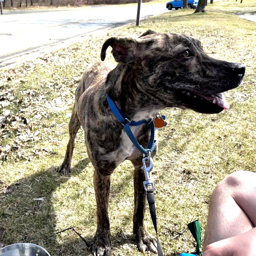 Enlarge Mitzi 22402, a Adoptable Plott Hound in Minneapolis, MN image 2/4
