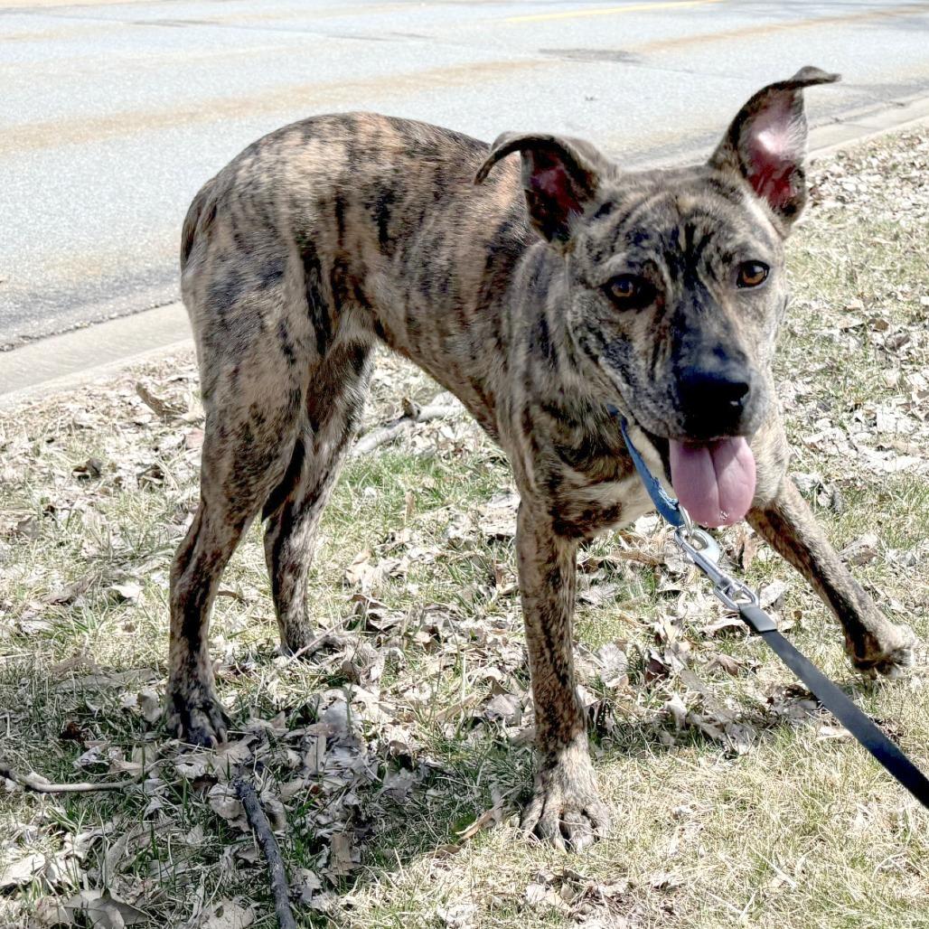 Enlarge Mitzi 22402, a Adoptable Plott Hound in Minneapolis, MN image 3/4