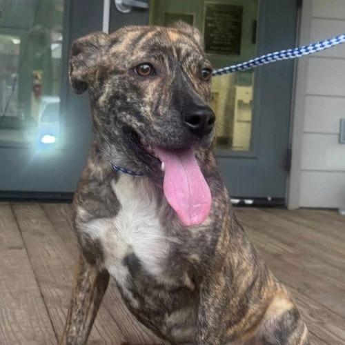 Enlarge Mitzi 22402, a Adoptable Plott Hound in Minneapolis, MN image 4/4