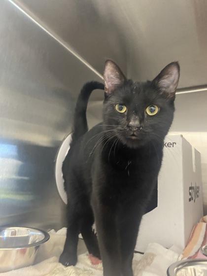 Petry, Adoptable, Adult Male Domestic Short Hair & Domestic Short Hair.