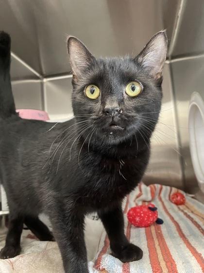 Enlarge Petry, a Adoptable mixed breed in Madison, WI image 2/3
