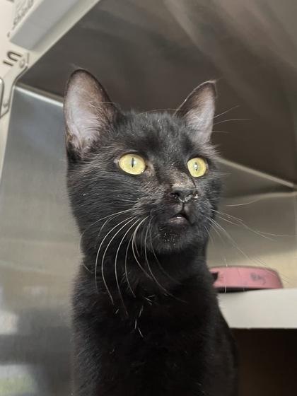 Enlarge Petry, a Adoptable mixed breed in Madison, WI image 3/3
