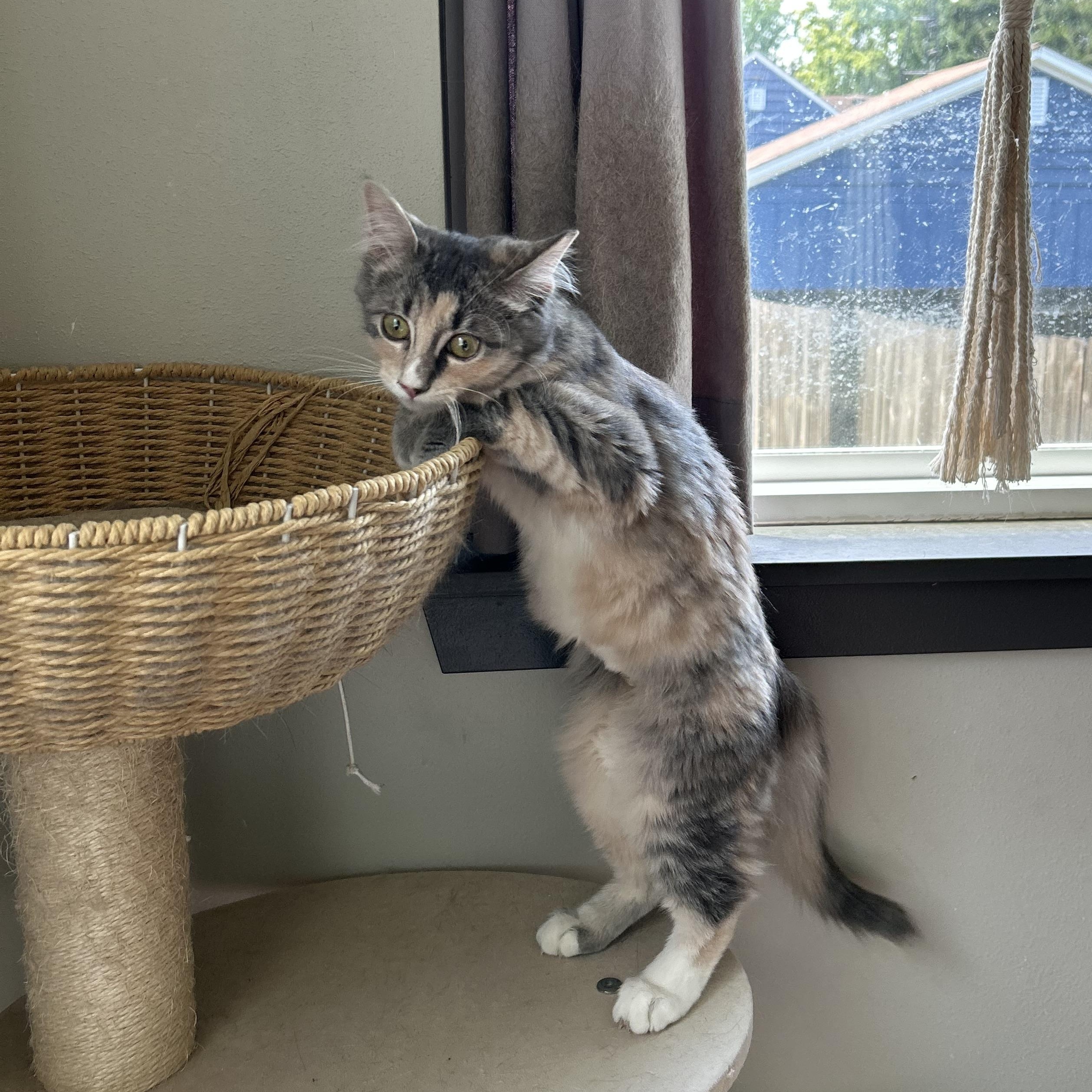 Hazel