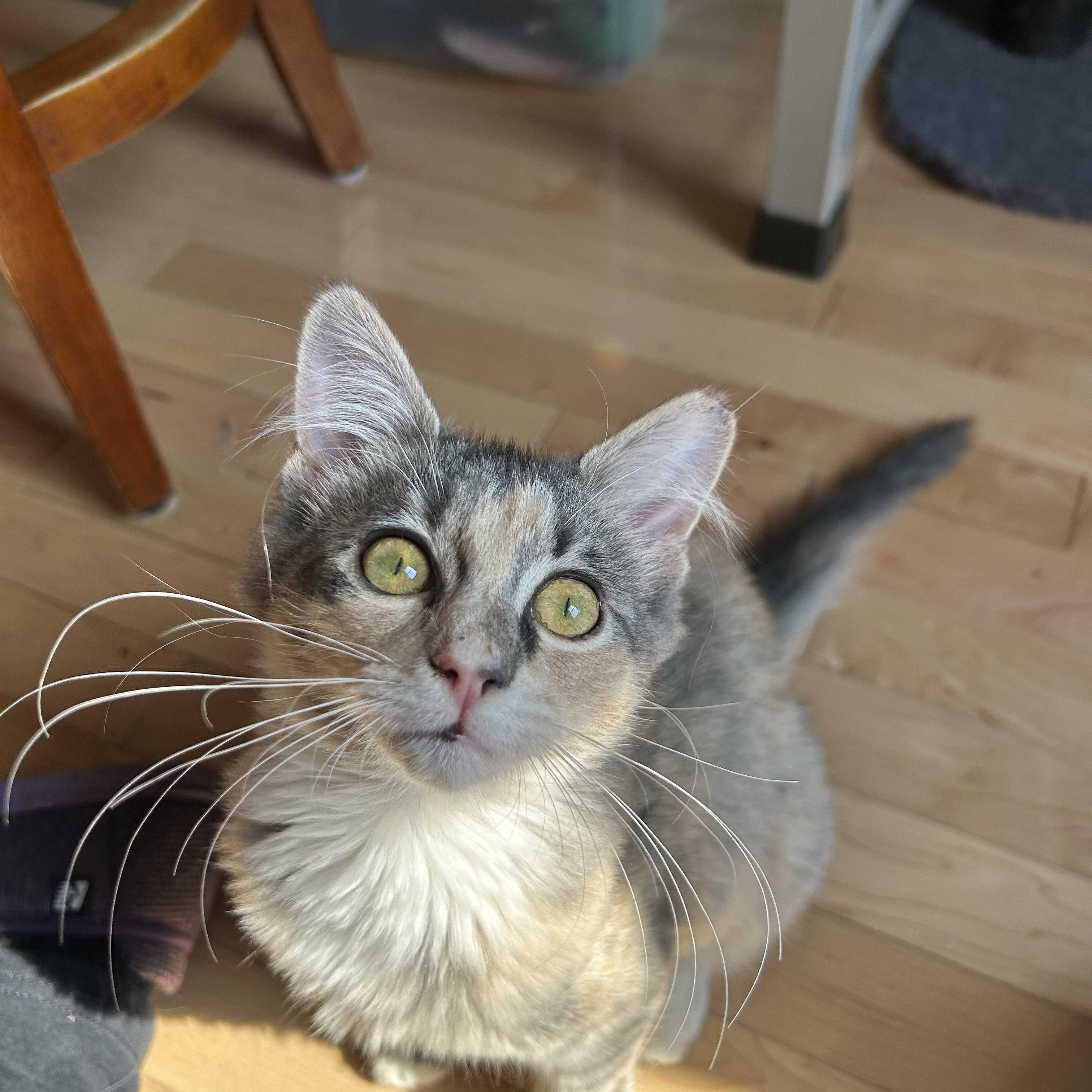 Hazel