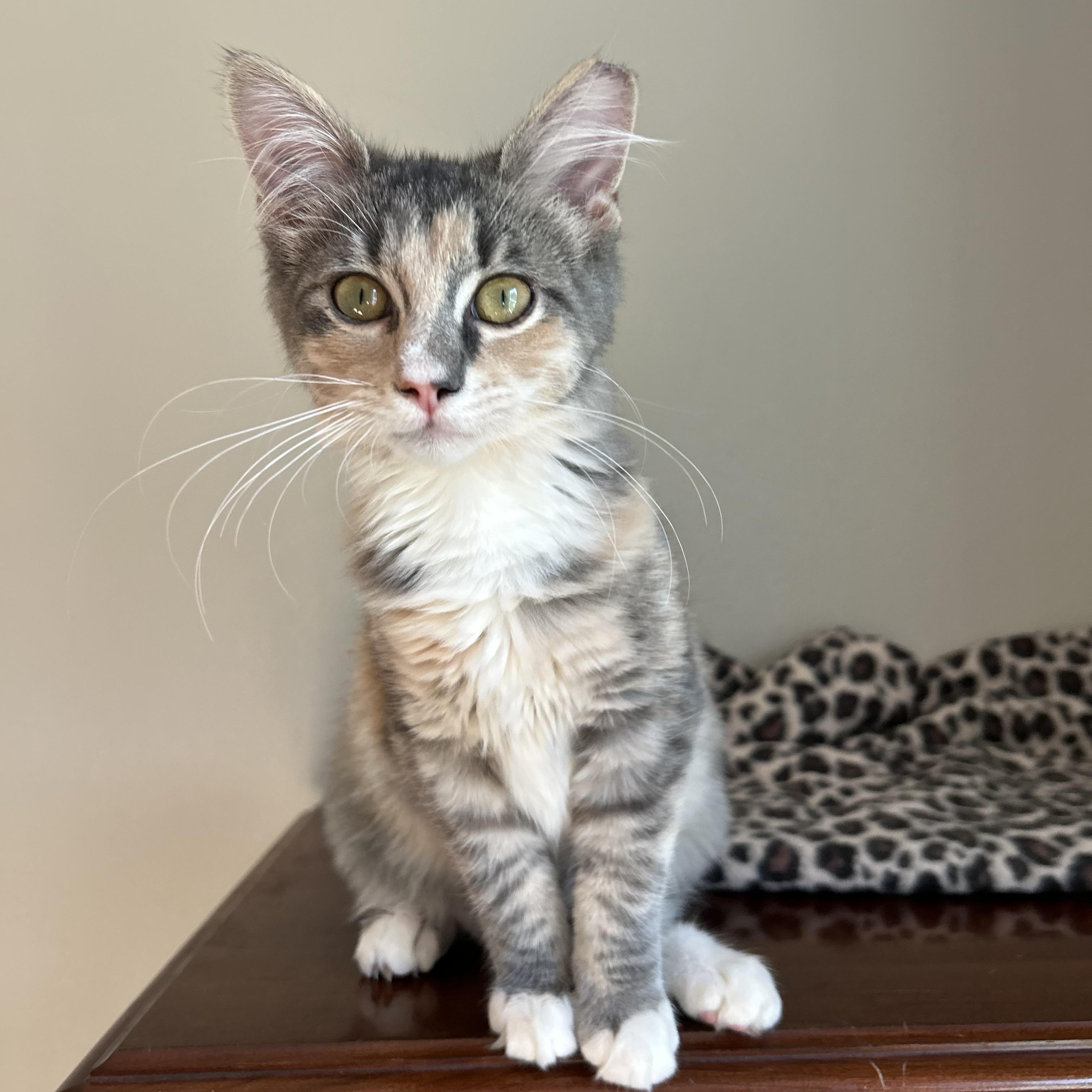 Hazel