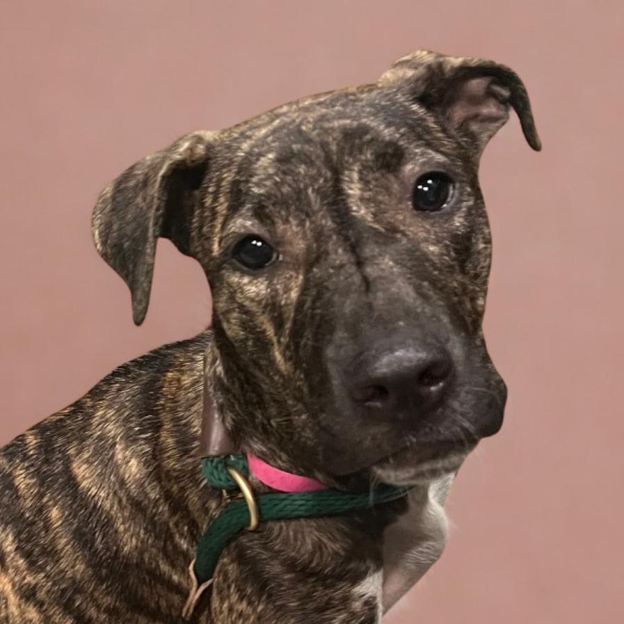 Finley, Adoptable, Young Female Mixed Breed.