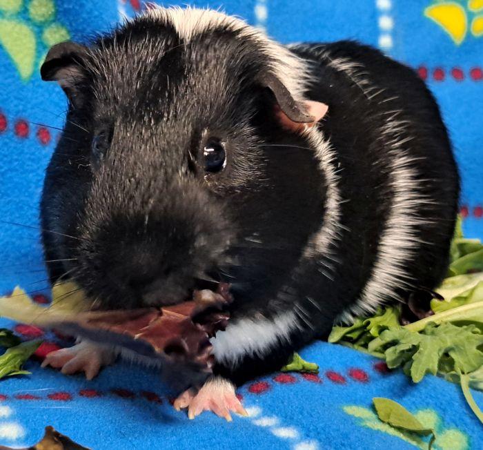 Enlarge Oreo (S), a Adopted Short-Haired in Bolingbrook, IL image 3/3