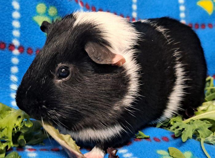 Enlarge Oreo (S), a Adopted Short-Haired in Bolingbrook, IL image 2/3