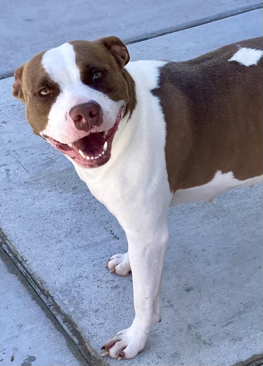 Enlarge Sienna, a ADOPTABLE mixed breed in Sandusky, MI image 2/5