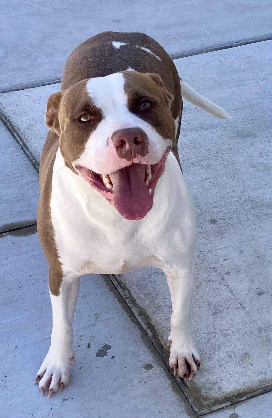 Enlarge Sienna, a ADOPTABLE mixed breed in Sandusky, MI image 5/5