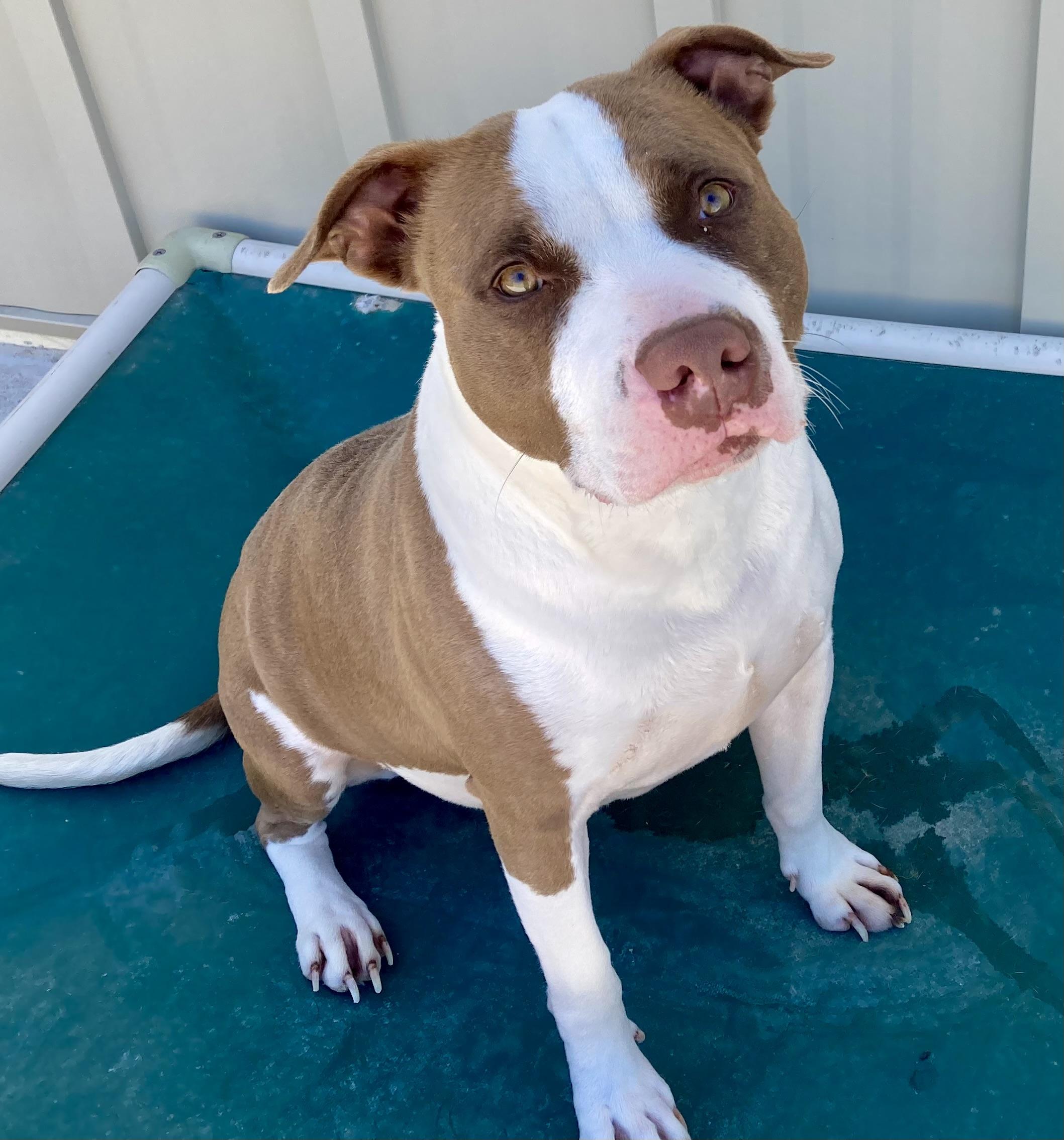 Enlarge Sienna, a ADOPTABLE mixed breed in Sandusky, MI image 4/5
