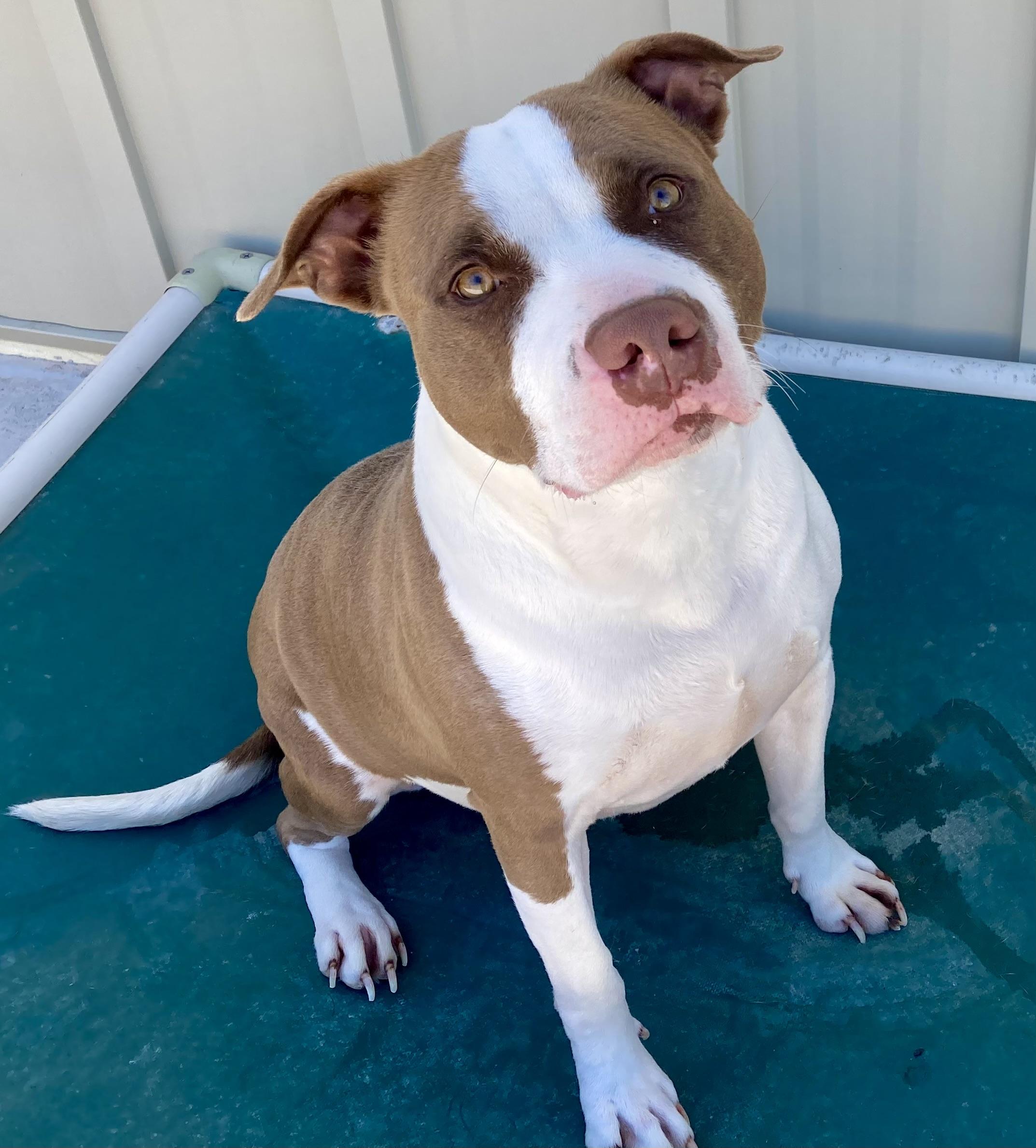 Sienna, ADOPTABLE, Adult Female Pit Bull Terrier.