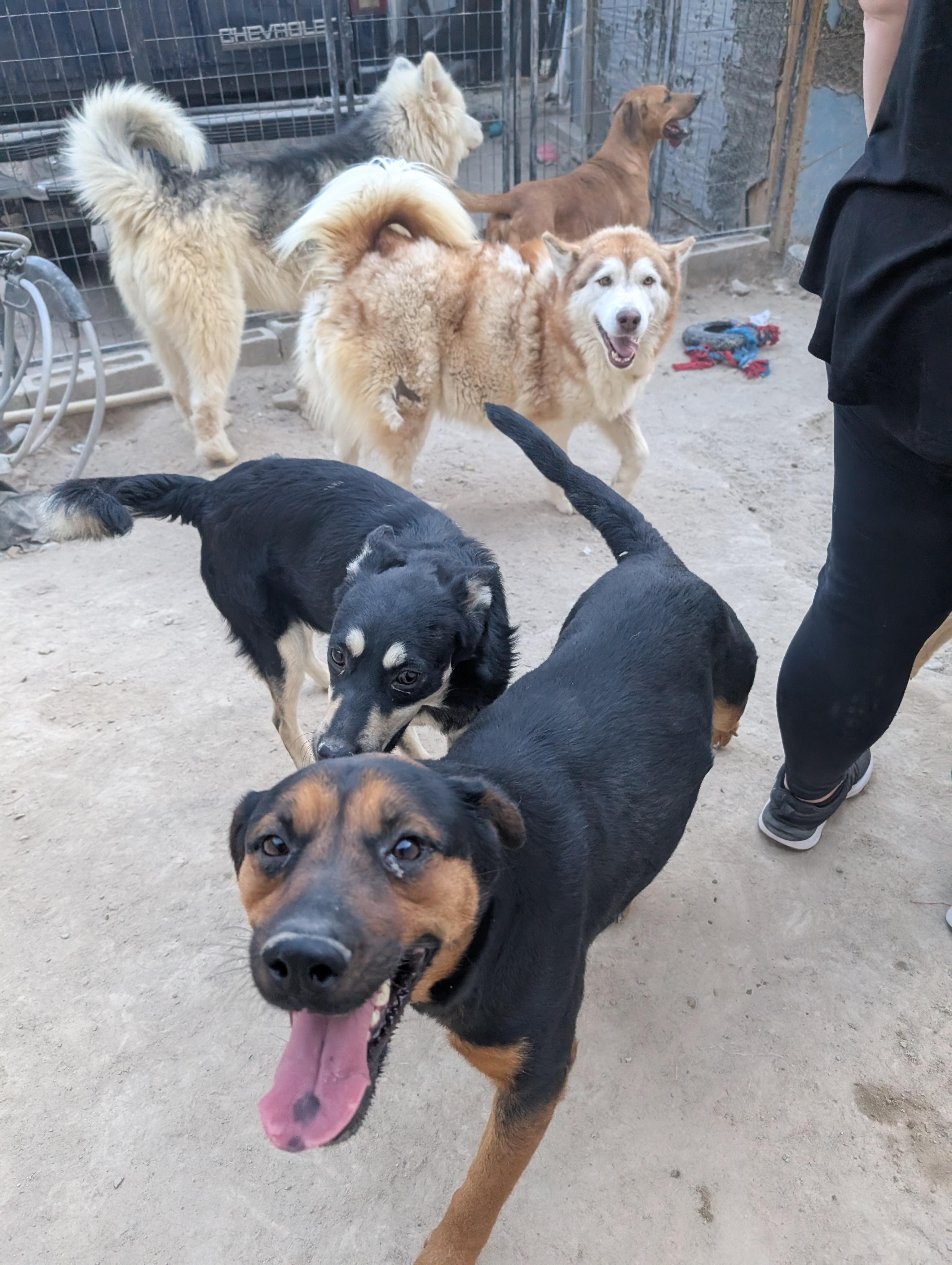 Enlarge Jenny, a Adoptable mixed breed in Puyallup, WA image 4/6