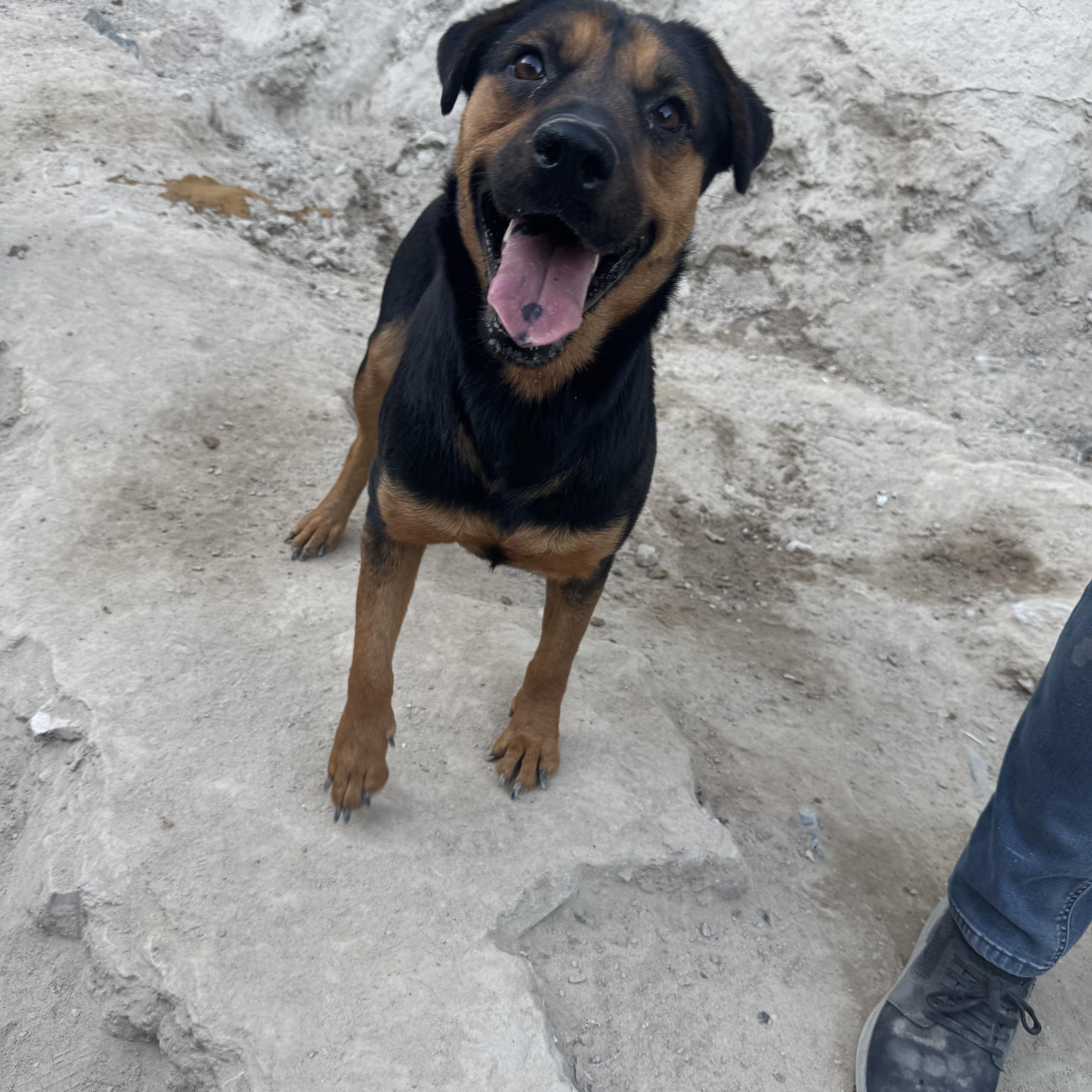 Enlarge Jenny, a Adoptable mixed breed in Puyallup, WA image 3/6