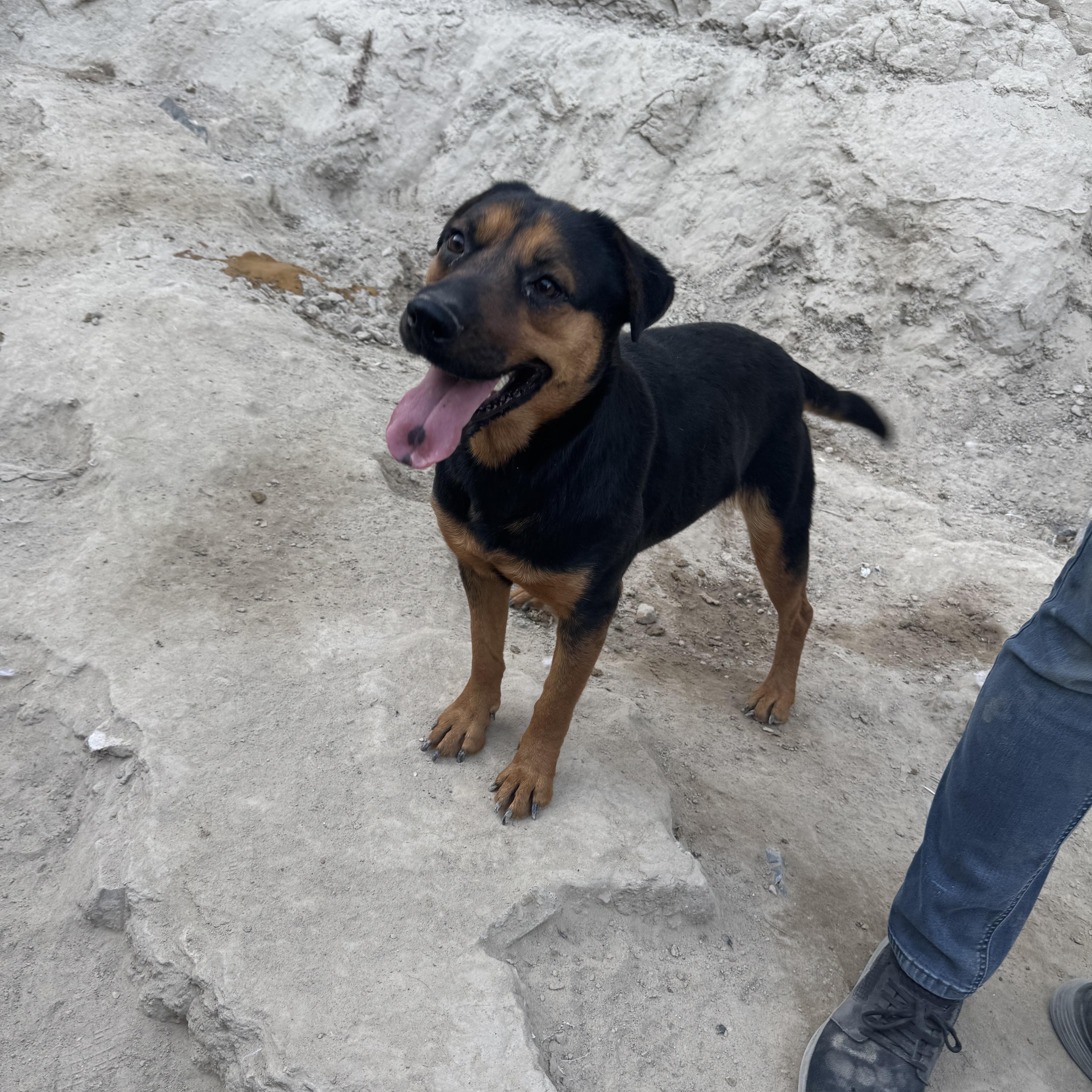 Enlarge Jenny, a Adoptable mixed breed in Puyallup, WA image 2/6